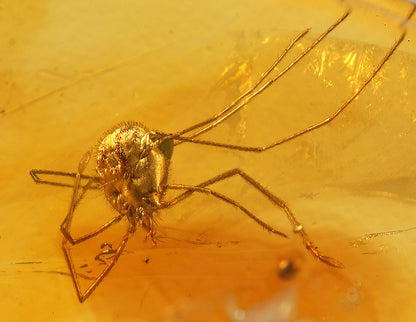 Amber with Tick