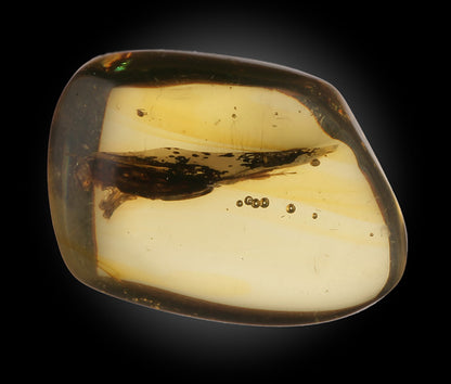 Spruce Sawyer Beetle in Amber