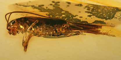 Spruce Sawyer Beetle in Amber