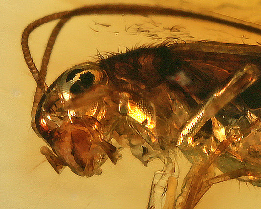 Spruce Sawyer Beetle in Amber