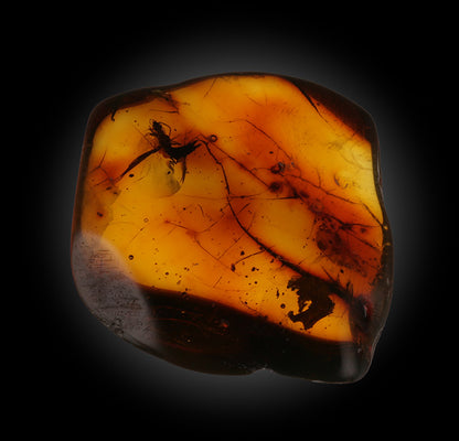 Earwig in Amber - RARE