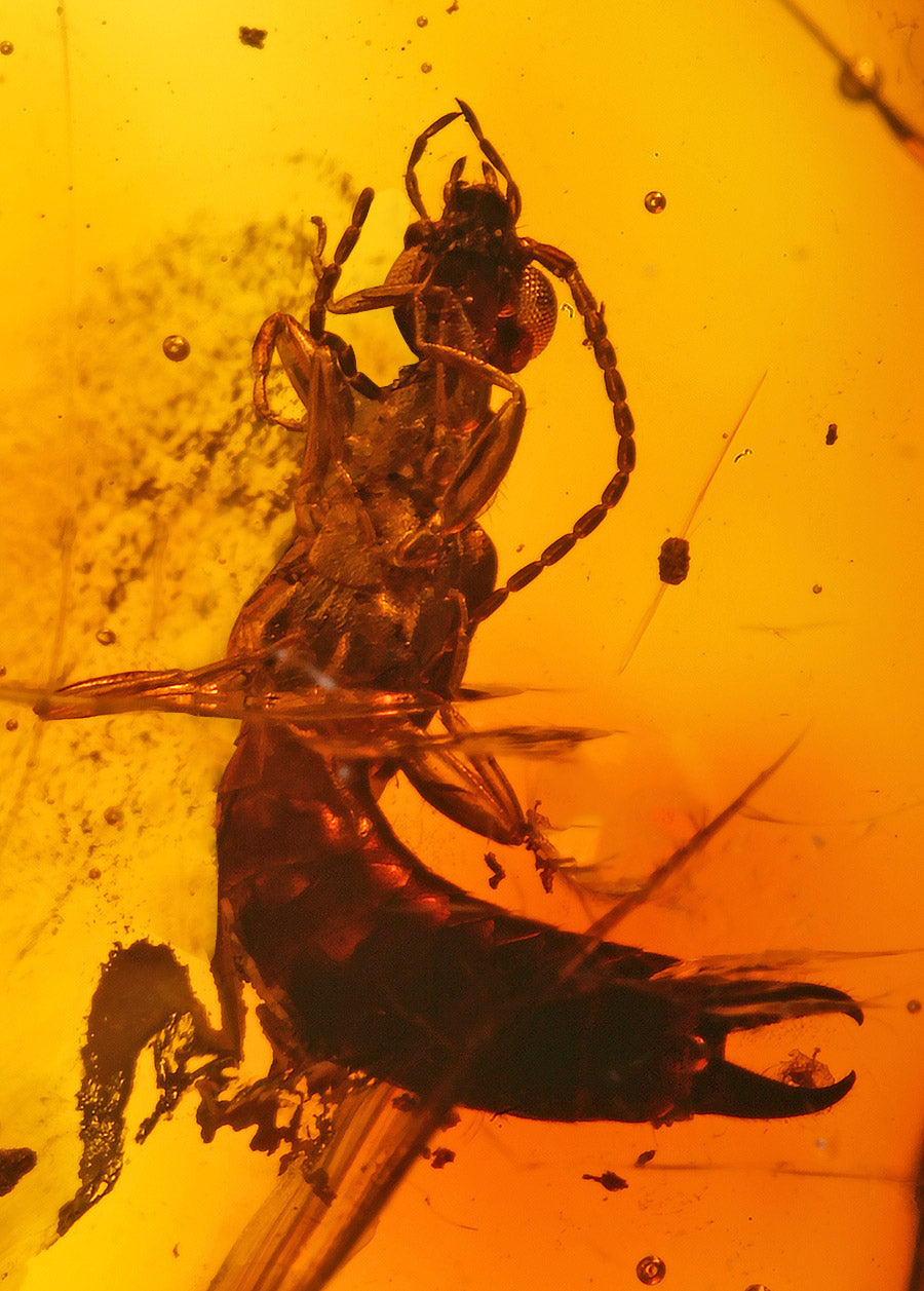 Earwig in Amber - RARE