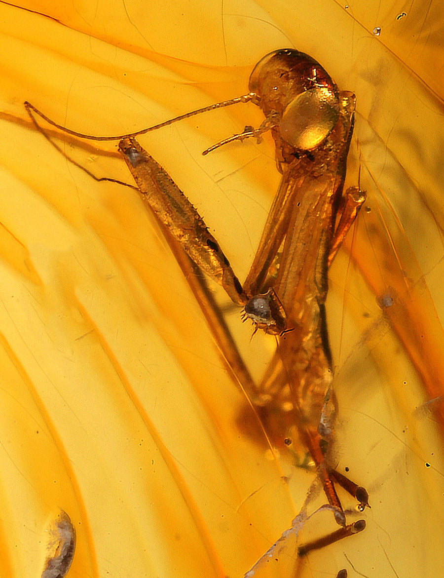 Rare - Praying Mantis in Amber