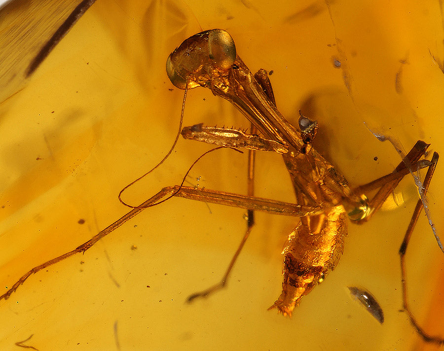 Rare - Praying Mantis in Amber – Daves Rock Shop
