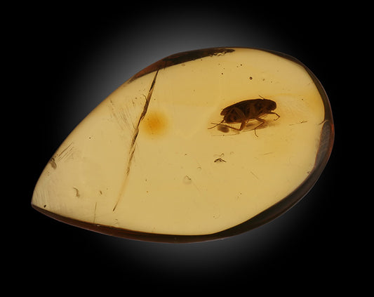 Amber with Roach