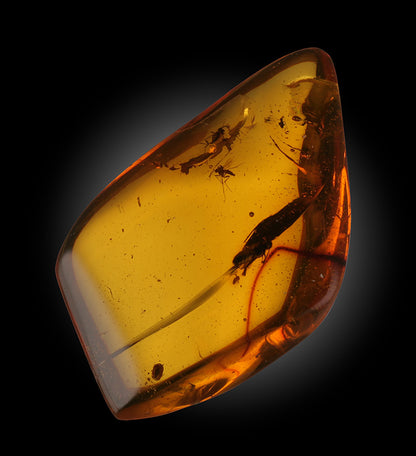 Bee, Fly & Mosquito in Amber