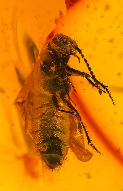Bee, Fly & Mosquito in Amber