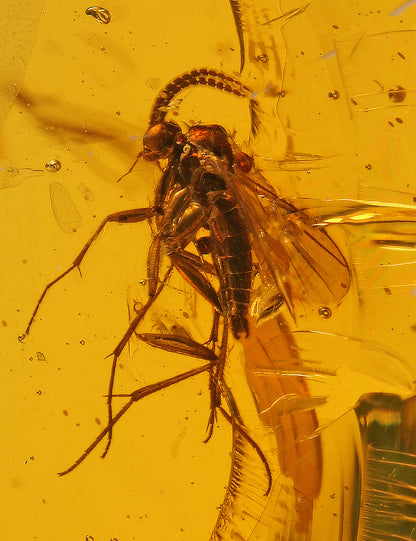Bee, Fly & Mosquito in Amber