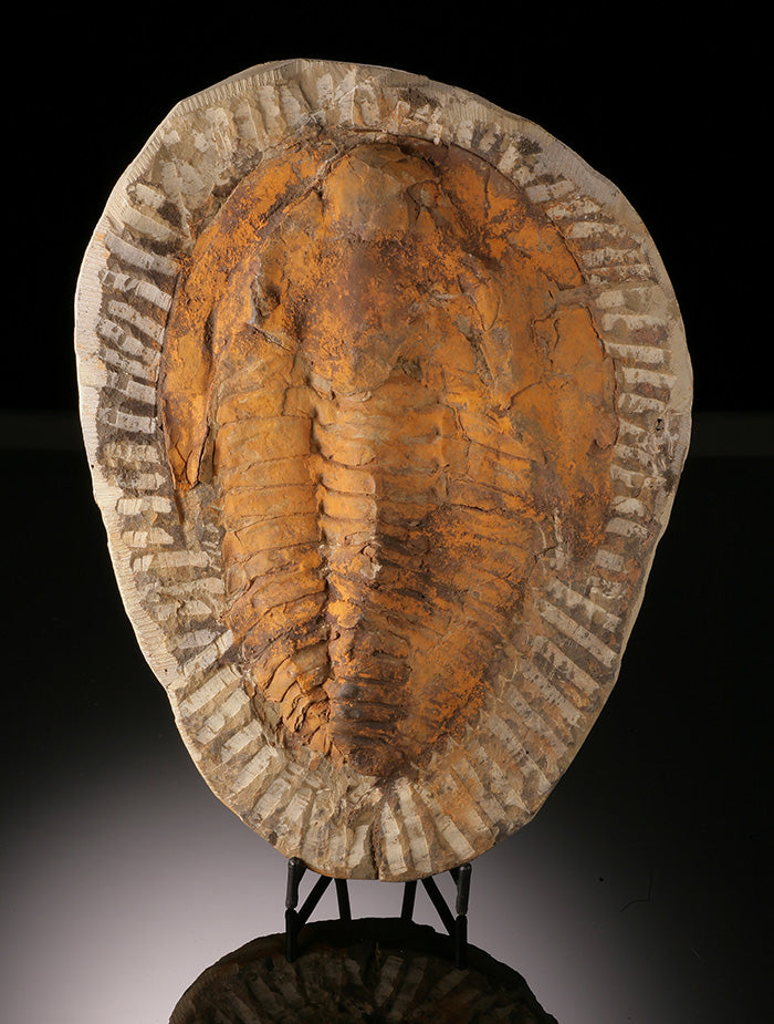 Cambropallas Trilobite Fossil (with stand)