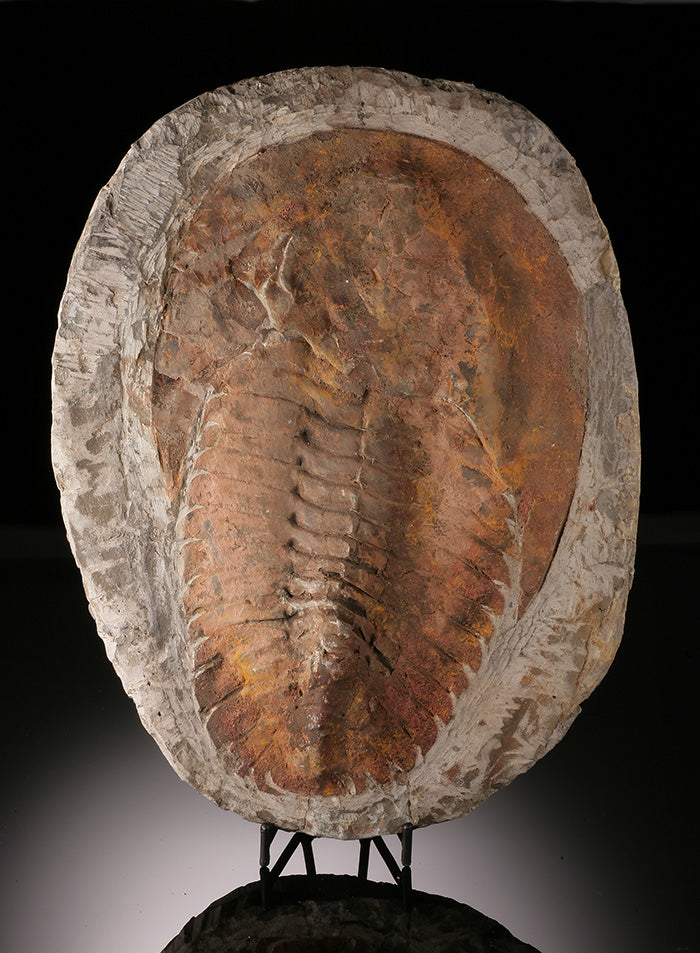 Cambropallas Trilobite Fossil (with stand)