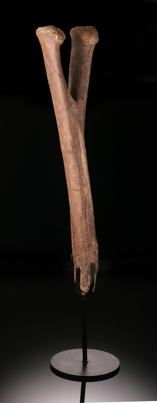 Edmontosaurus Chevron