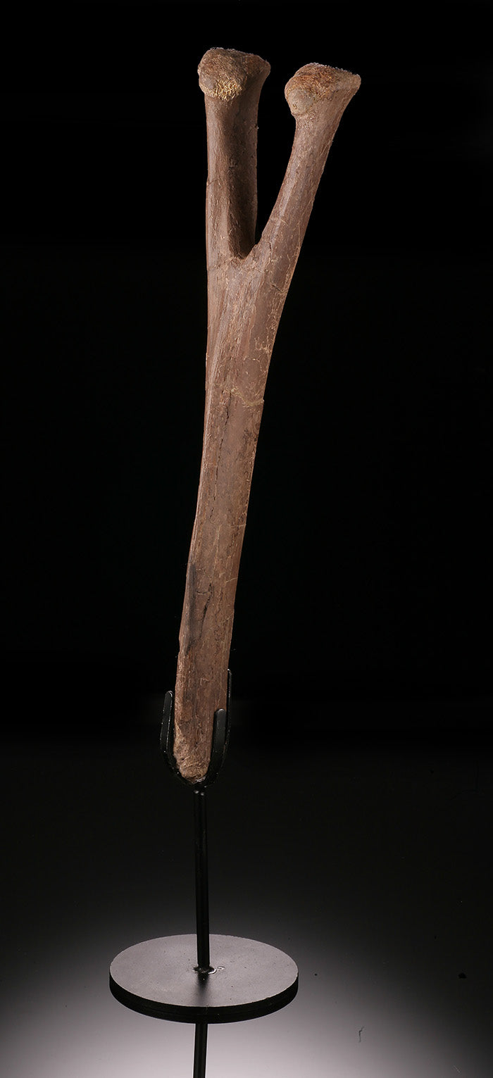 Edmontosaurus Chevron