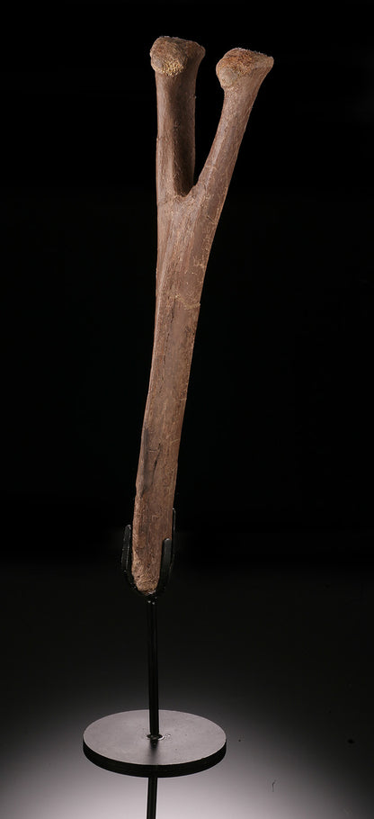 Edmontosaurus Chevron