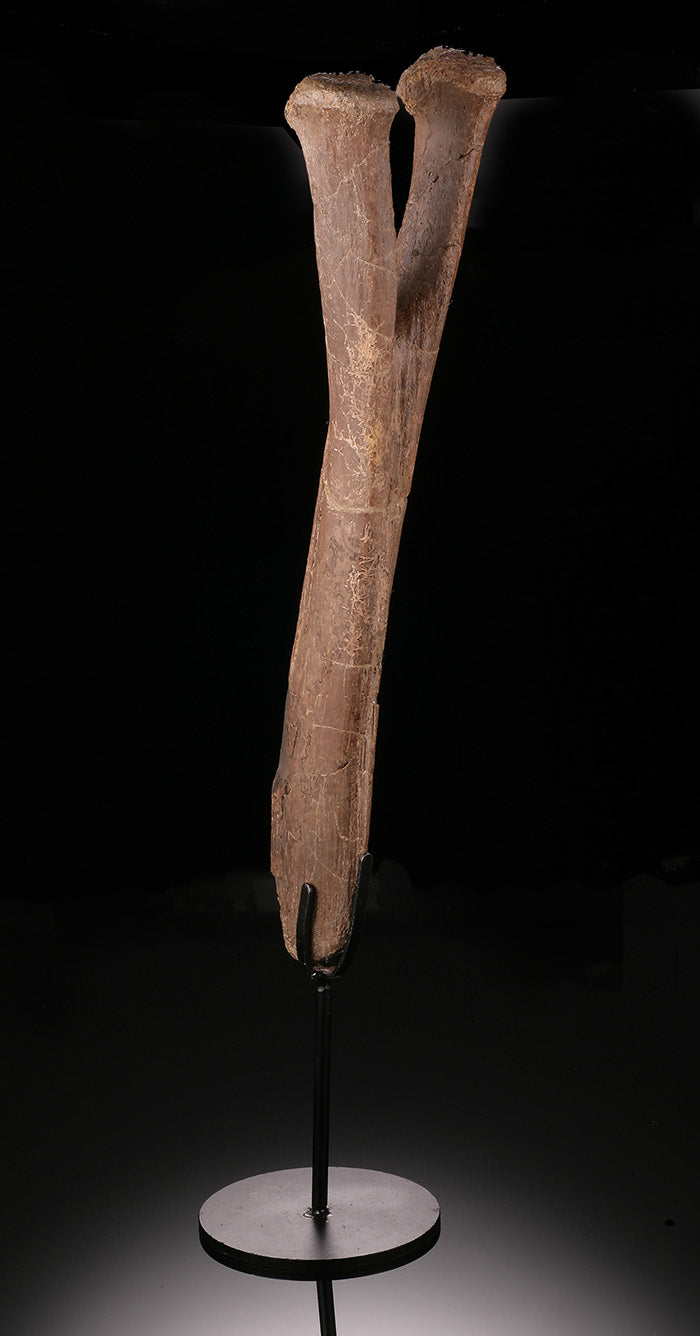 Edmontosaurus Chevron