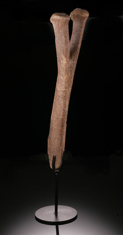 Edmontosaurus Chevron