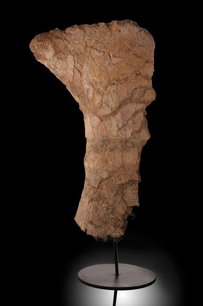 Triceratops Frill Section