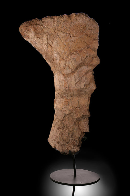 Triceratops Frill Section