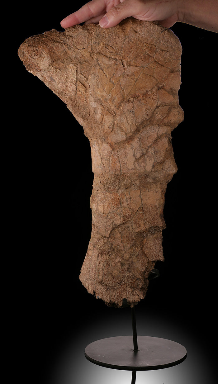 Triceratops Frill Section