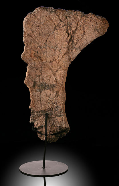 Triceratops Frill Section