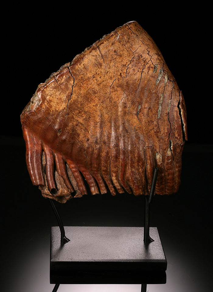Woolly Mammoth Molar