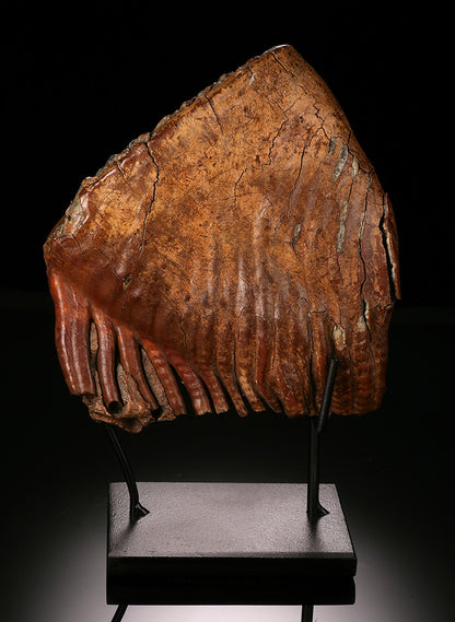 Woolly Mammoth Molar