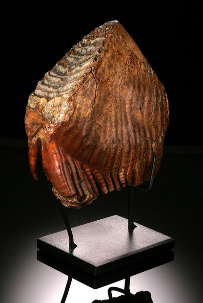 Woolly Mammoth Molar
