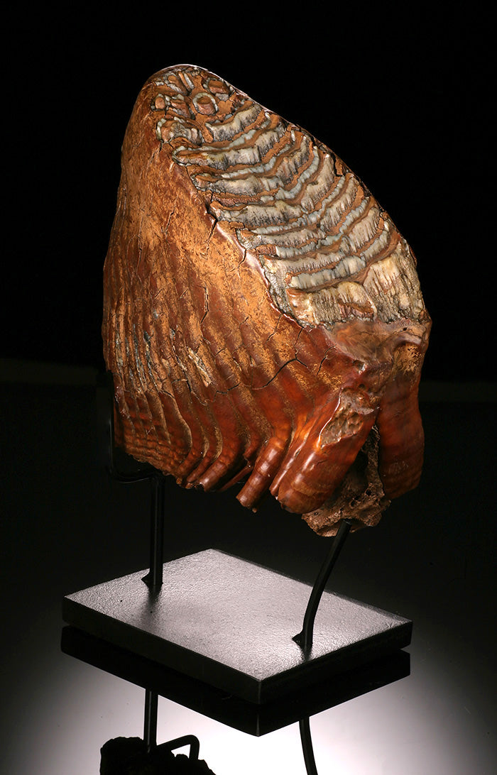Woolly Mammoth Molar