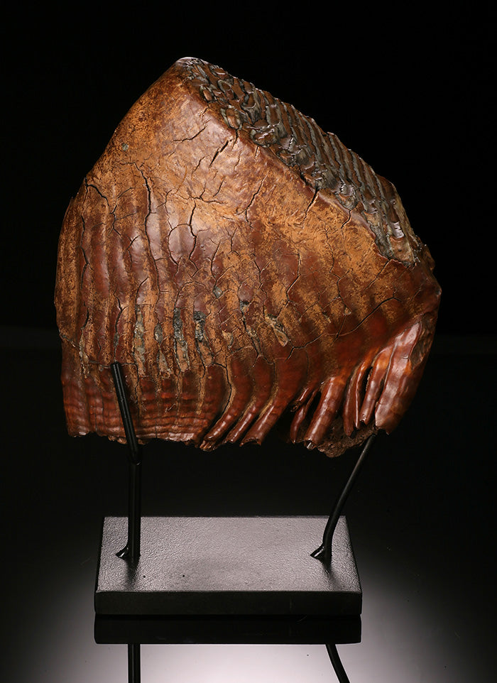 Woolly Mammoth Molar