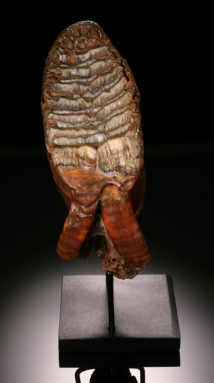 Woolly Mammoth Molar