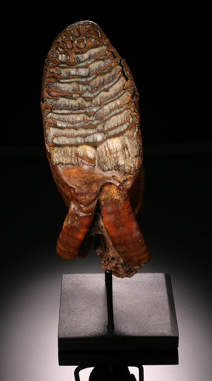 Woolly Mammoth Molar