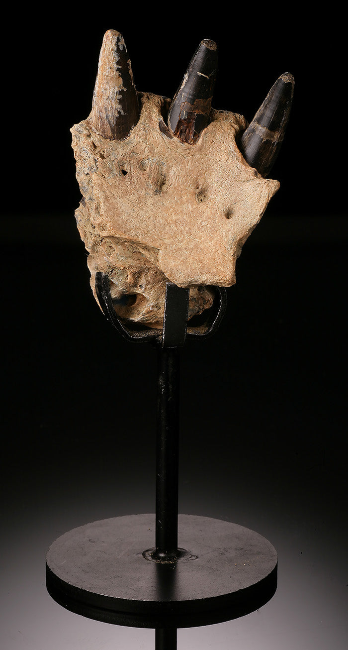 Cretaceous Crocodile Jaw Section