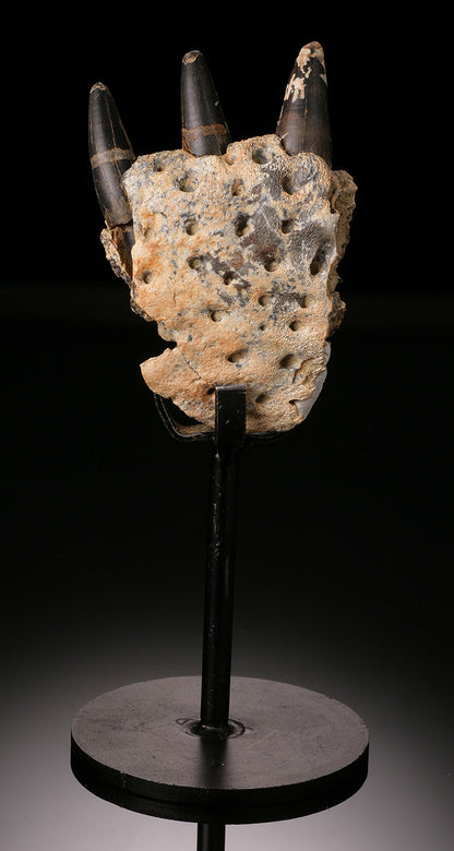 Cretaceous Crocodile Jaw Section