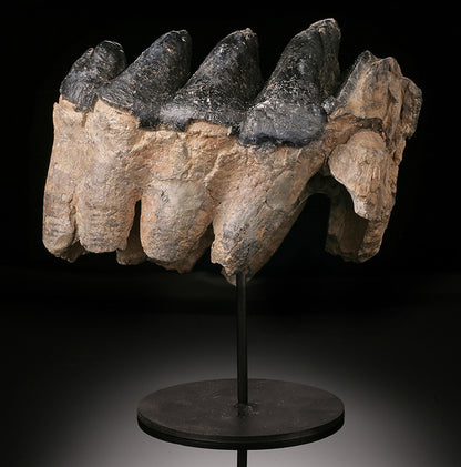 Gomphotherium Tooth