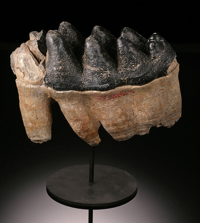 Gomphotherium Tooth
