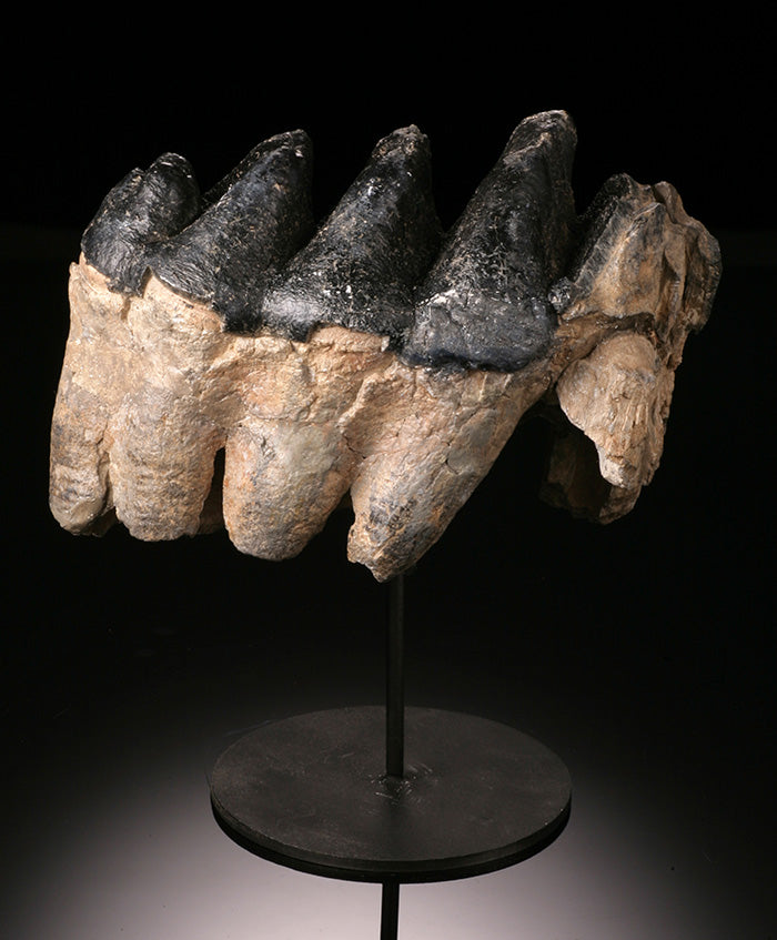 Gomphotherium Tooth