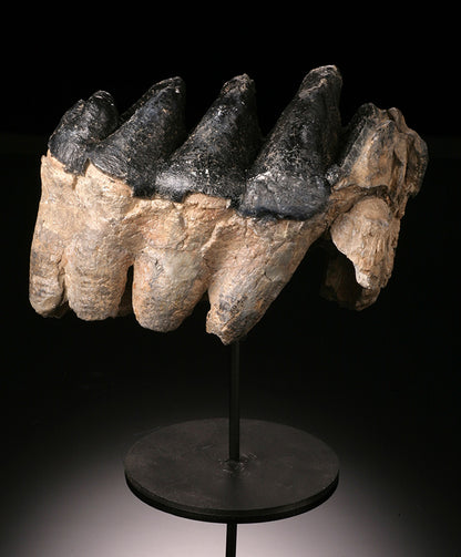 Gomphotherium Tooth