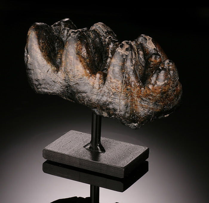 Gomphothere Tooth Crown