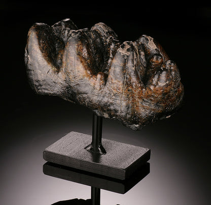 Gomphothere Tooth Crown