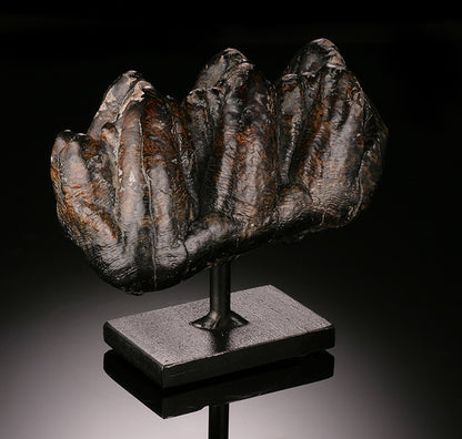 Gomphothere Tooth Crown