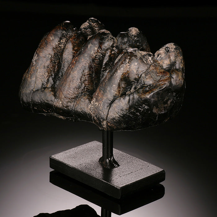 Gomphothere Tooth Crown