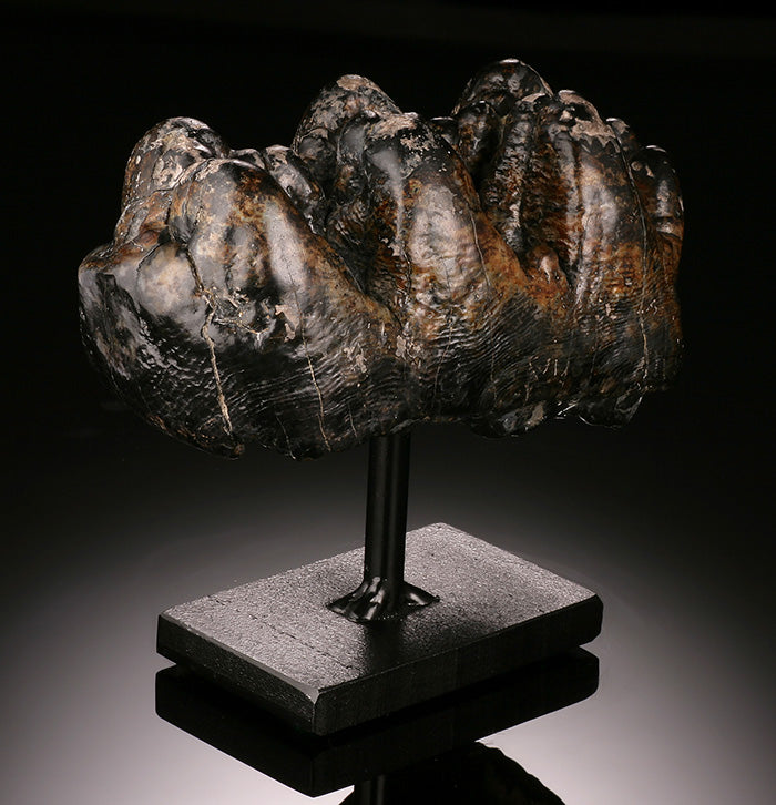 Gomphothere Tooth Crown