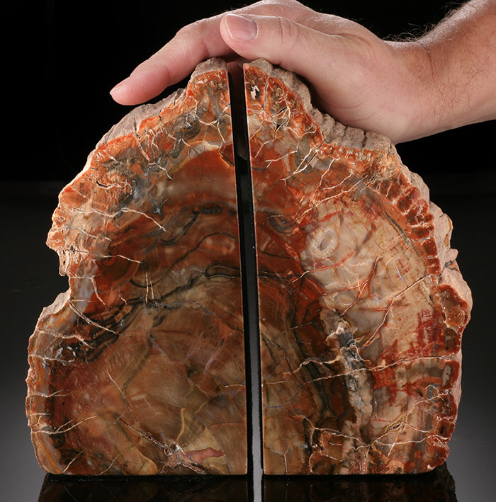 8" Petrified Wood Bookends, Madagascar
