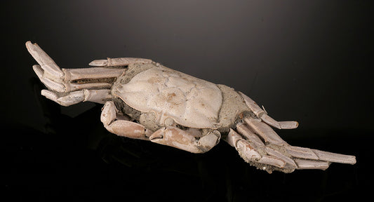 Macrophthalmus Crab Fossil
