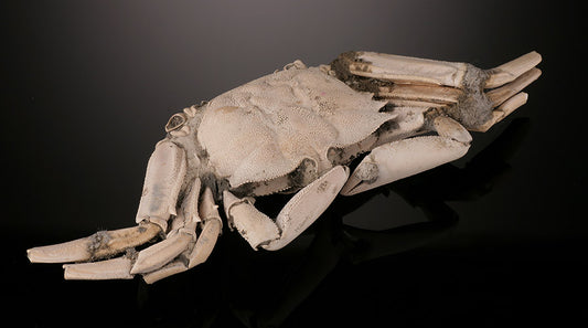 6-1/2" Macrophthalmus Crab Fossil