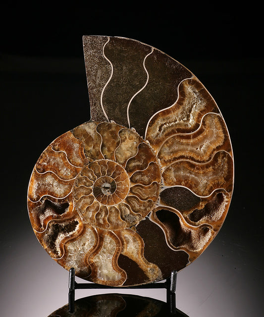 Madagascar Ammonite Slice (with stand)