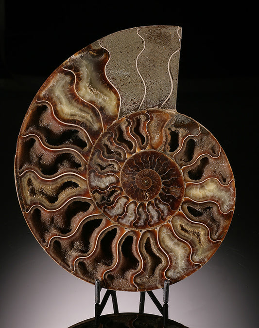 7" Sliced Ammonite (w/ stand)