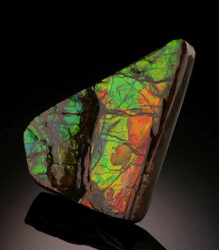 Freeform Ammolite Specimen