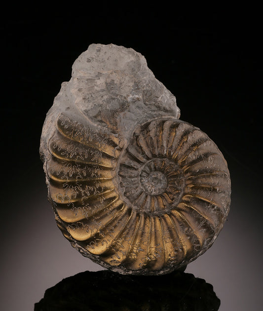 Pleuroceras Pyritized Ammonite
