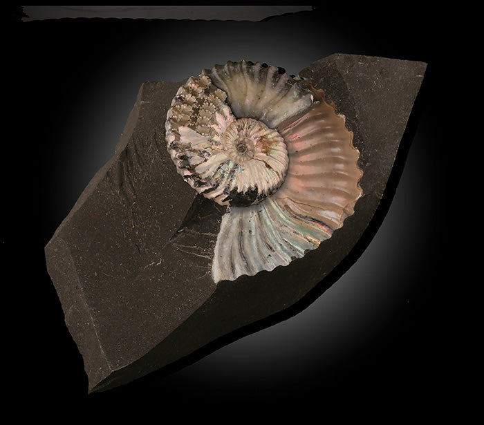 Deshayesites deshayesi Ammonite