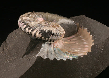Deshayesites deshayesi Ammonite